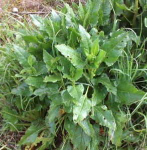 acelga silvestre