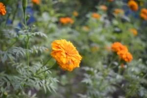 calendula
