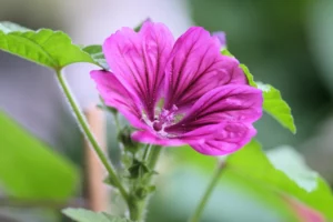 malva