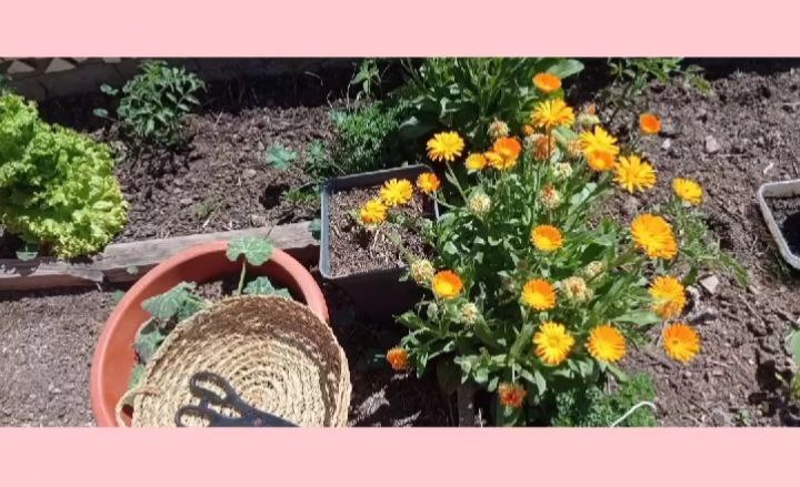 Del huerto a la mesa